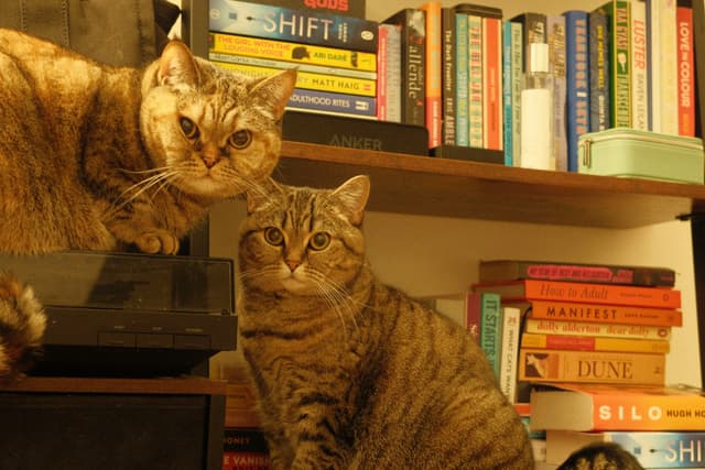 Curious Feline Duo