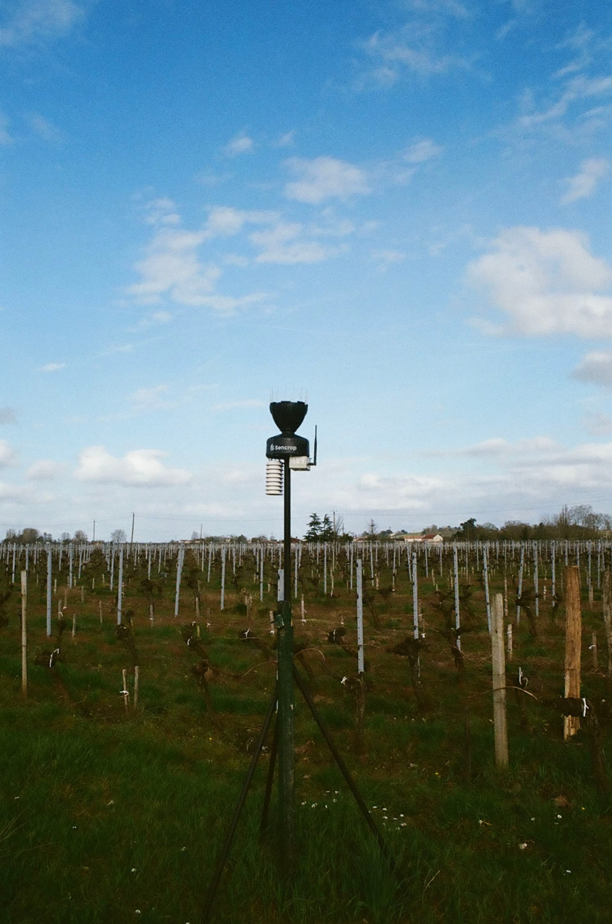 A vineyard with a weather station or sensor mounted on a tripod in the foreground, under a partly cloudy blue sky